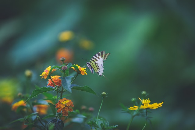 Flores, Mariposa, Polinización