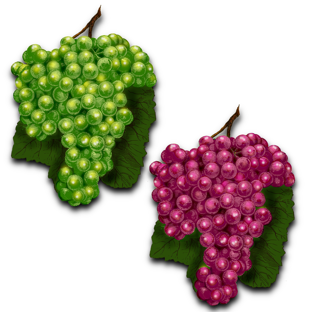 Free fruit grapes harvest illustration