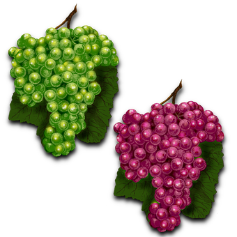 Free Fruit Grapes illustration and picture