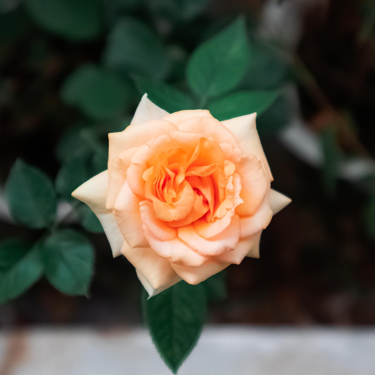 Fleur Roe Fleur Rose Bloom - Photo gratuite sur Pixabay - Pixabay
