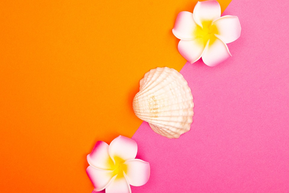 Antecedentes Concha Flor - Foto gratis en Pixabay - Pixabay