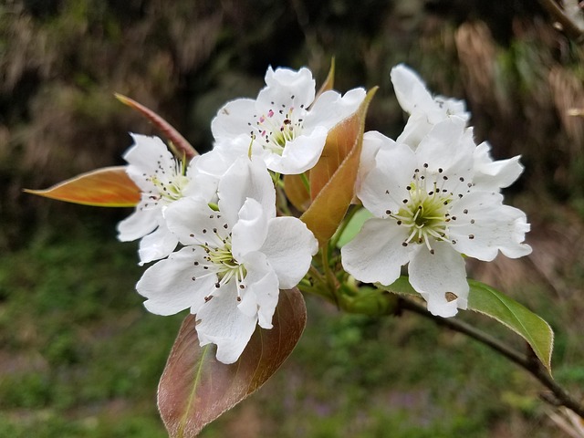 Blumen, Blüte, Natur, Botanik, Hibiskus