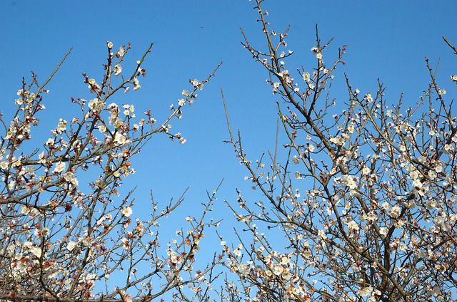 Blumen, Blüte, Botanik, Baum, Natur
