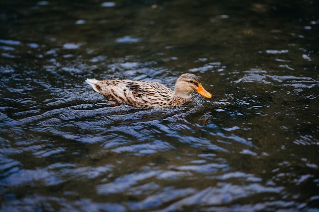 Free Bird Duck photo and picture