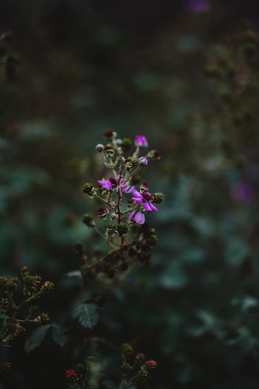 Download free HD stock image of Flower Rose Free Flower Rose photo and picture