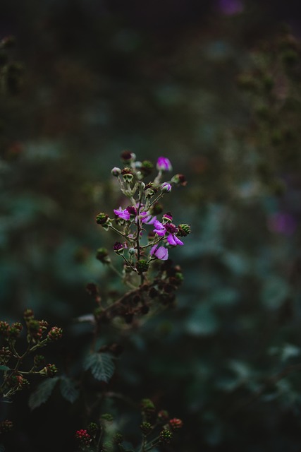 Free Flower Rose photo and picture