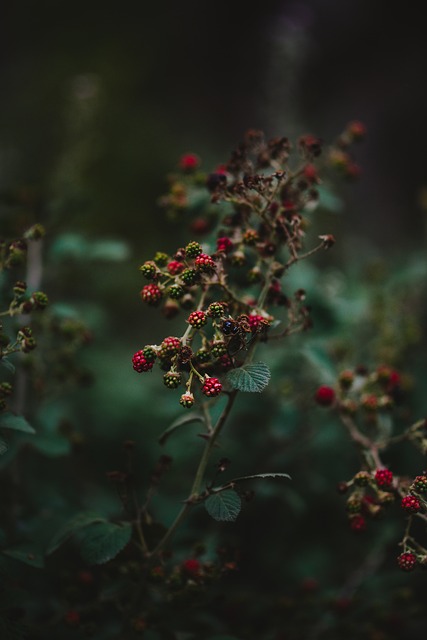 Free Nature Flower Wallpaper photo and picture