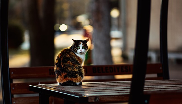 Free Animal Cat photo and picture