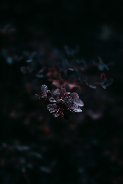 Free Flower Flower Background photo and picture