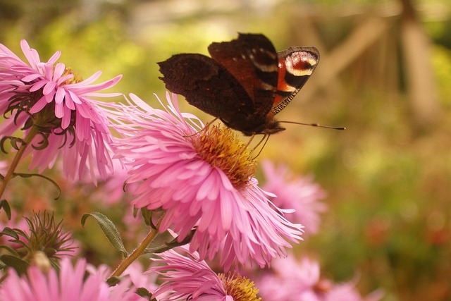Free Butterfly Flowers photo and picture