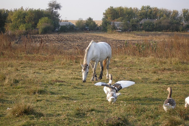 Free Horse Goose photo and picture