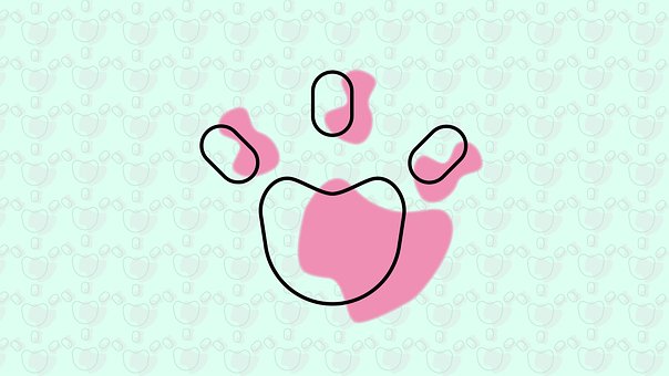 Free Cute Cat photo and picture