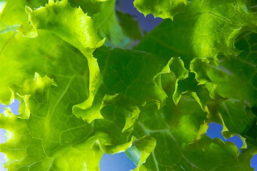Grüner Salat, Gemüse, Blatt, Salat