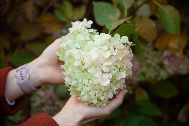 Free Hydrangea Flowers photo and picture