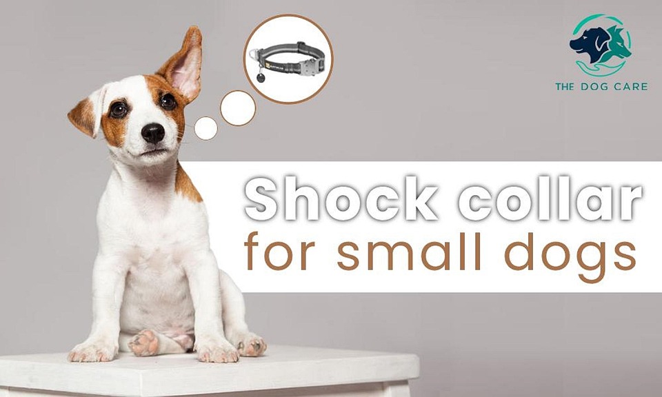Shock Collars For Small Dogs Free photo on Pixabay Pixabay
