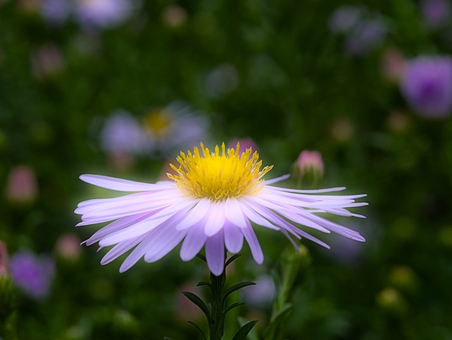 Free Flower Petals photo and picture