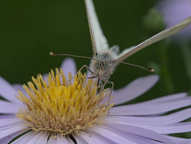 Free Flower Moth photo and picture