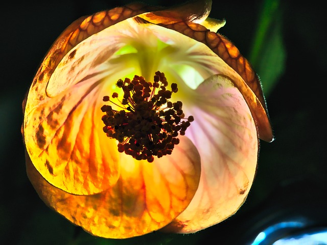 Free Flower Blossom photo and picture