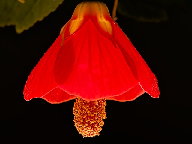 Free Flower Petals photo and picture
