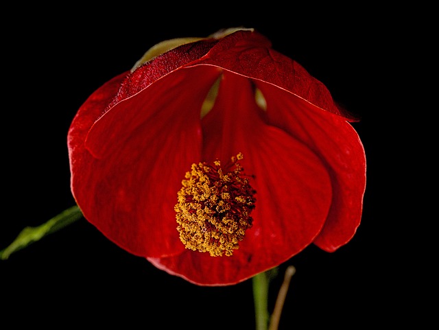 Free Flower Petals photo and picture