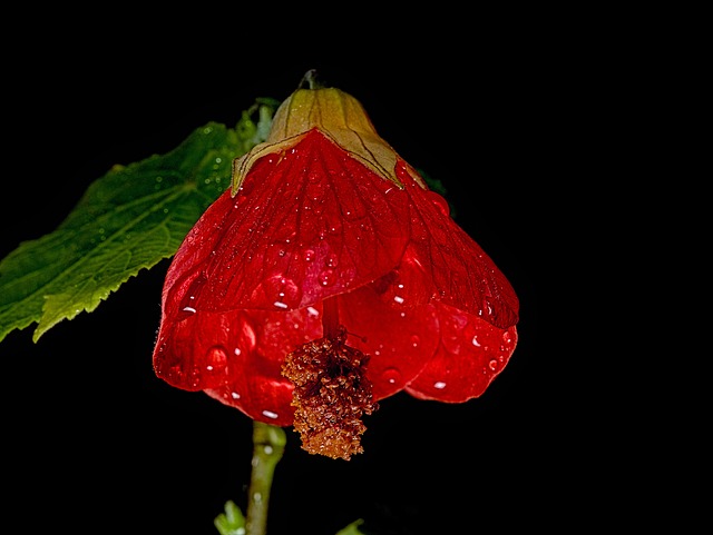 Free Flower Petals photo and picture