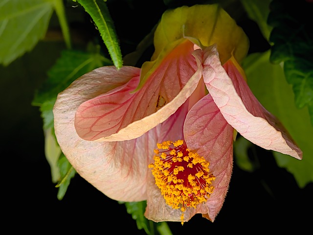 Free Macro Close Up photo and picture