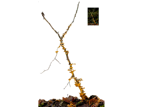 Fungo, Cogumelos, Outono, Natureza