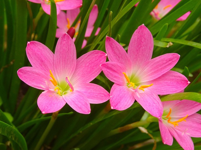 Flori Bloom Natura A - Fotografie gratuită pe Pixabay - Pixabay