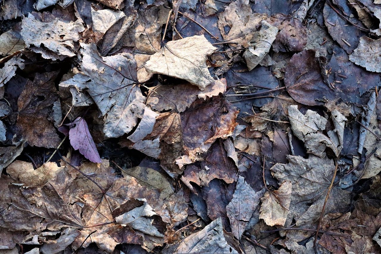 Fall Autumn Leaves Colors - Free photo on Pixabay - Pixabay