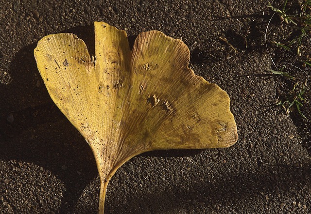 Hoja, Naturaleza, Gingko, Otoño