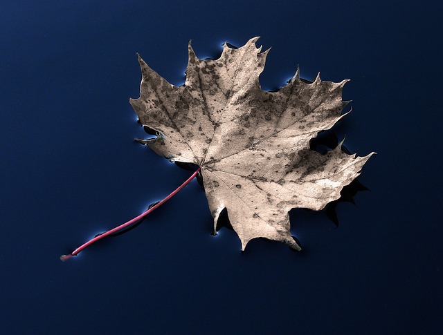 Free Leaf Wilted photo and picture