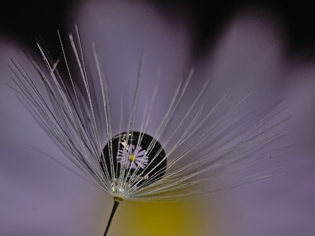 Free Macro Close Up photo and picture