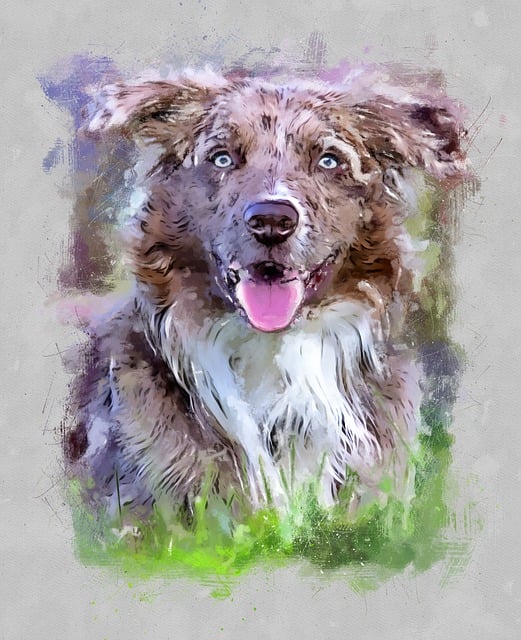 Australischer Hirte, Hund, Gras, Wiese