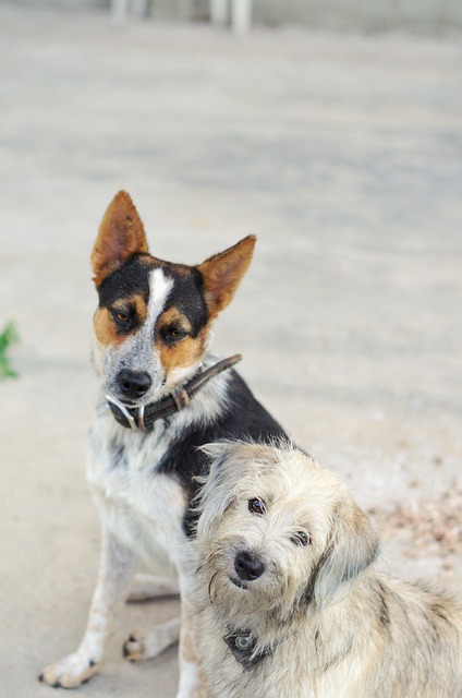 Free Dogs Pets photo and picture