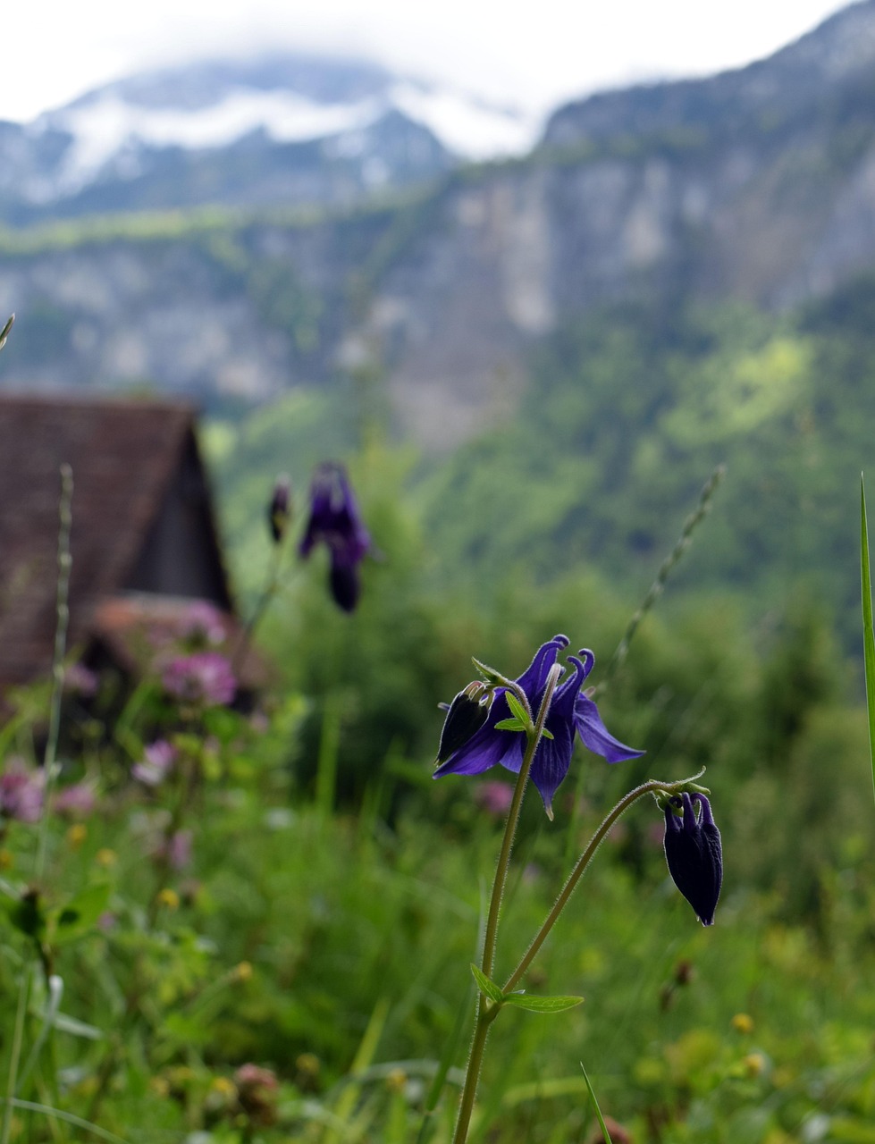 Blomst Natur Blomstre Gratis Foto P Pixabay Pixabay blomst-natur-blomstre-gratis-foto-p-pixabay-pixabay