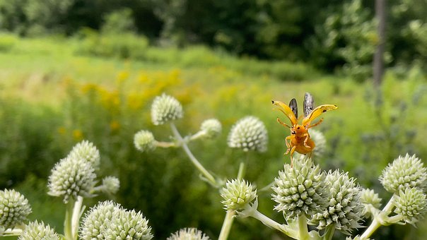 Free Spotless Larger Elm Leaf Beetle Insect photo and picture