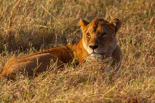 Free Lion Animal photo and picture