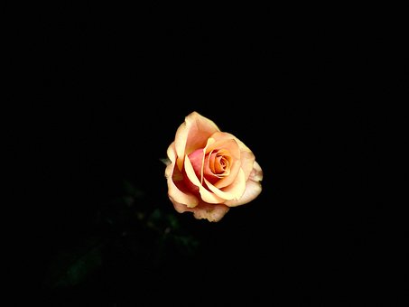 Free Rose Flower photo and picture