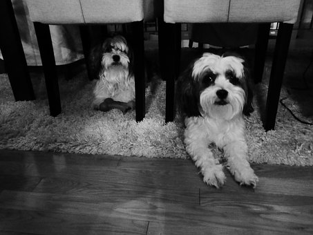 Free Dog Pet photo and picture