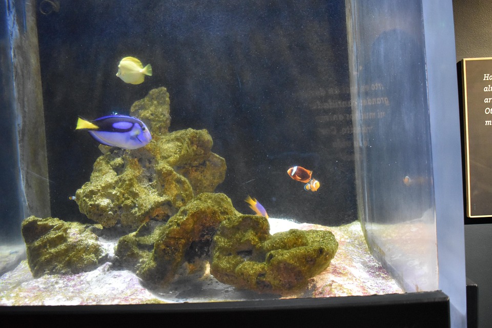 Nemo Aquarium Fish - Free photo on Pixabay - Pixabay