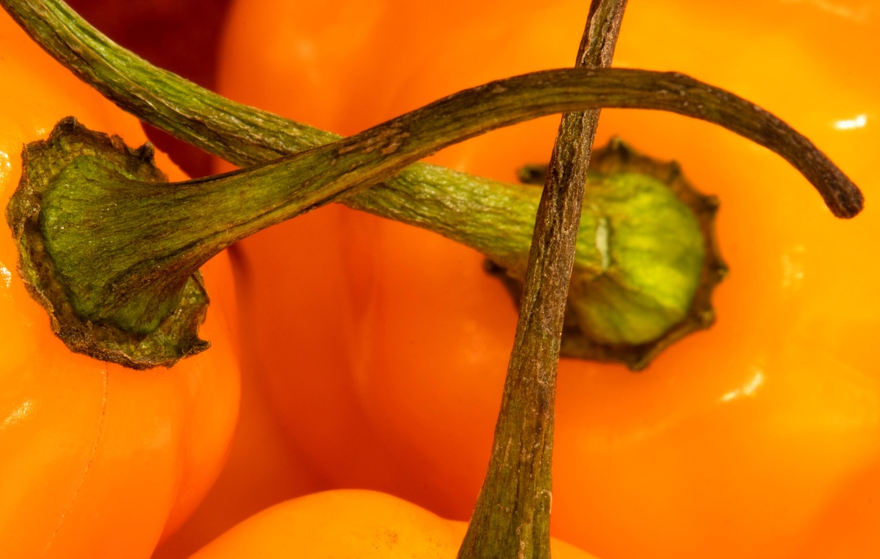 Habanero Pepper Spicy Free photo on Pixabay Pixabay
