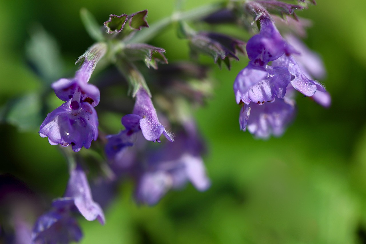 grape catnip, catnip, nepeta racemosa, calyxes, plants, flower, blossom, beautiful flowers, flower wallpaper, bloom, flower background, botany, nature, inflorescence, purple flowers