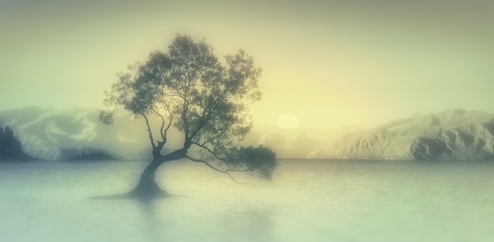 Niebla, Árbol, Lago, Naturaleza, Paisaje