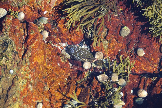 Free Seaweeds Underwater photo and picture