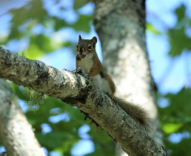 Free Animal Squirrel photo and picture