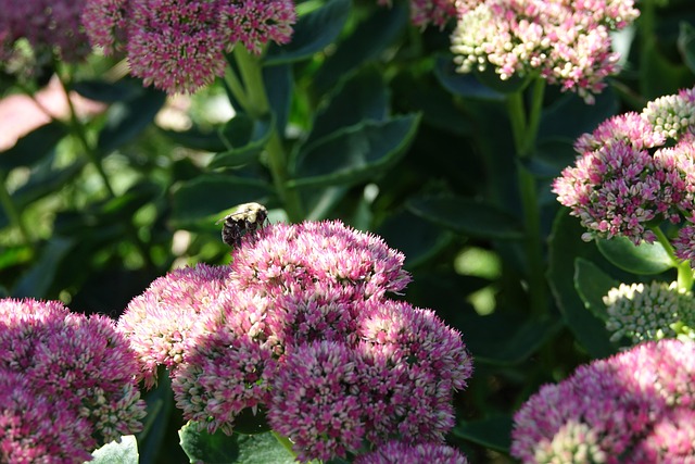 Free Bumblebee Flowers photo and picture