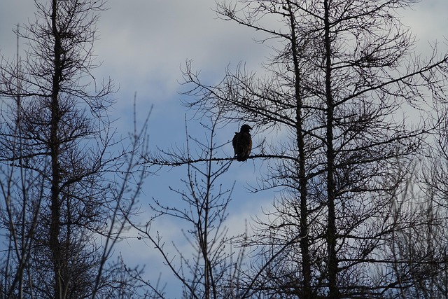 Free Vulture Turkey Vulture photo and picture