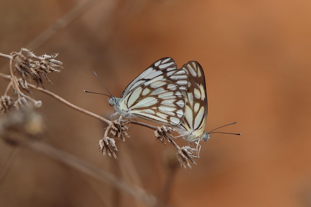 Free Butterflies Plants photo and picture