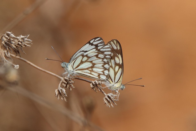 Free Insect Butterfly photo and picture
