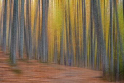 Bäume, Wald, Verwischen, Natur
